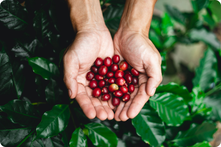 Image of coffee cherry harvesting